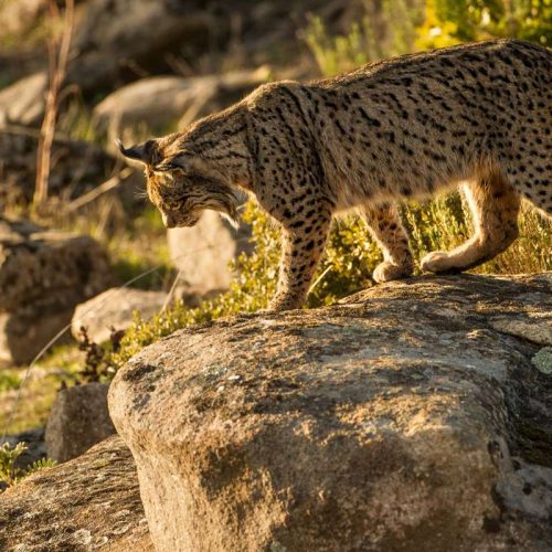 Fotografía lince ibérico