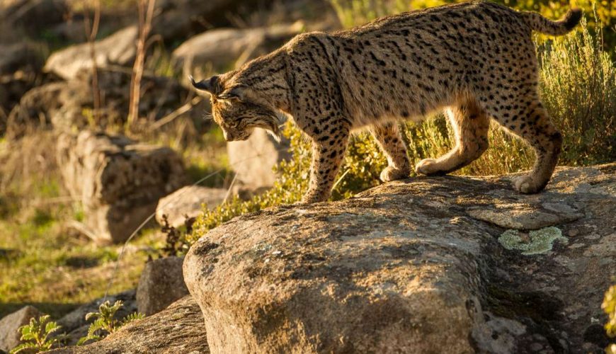 Fotografía lince ibérico