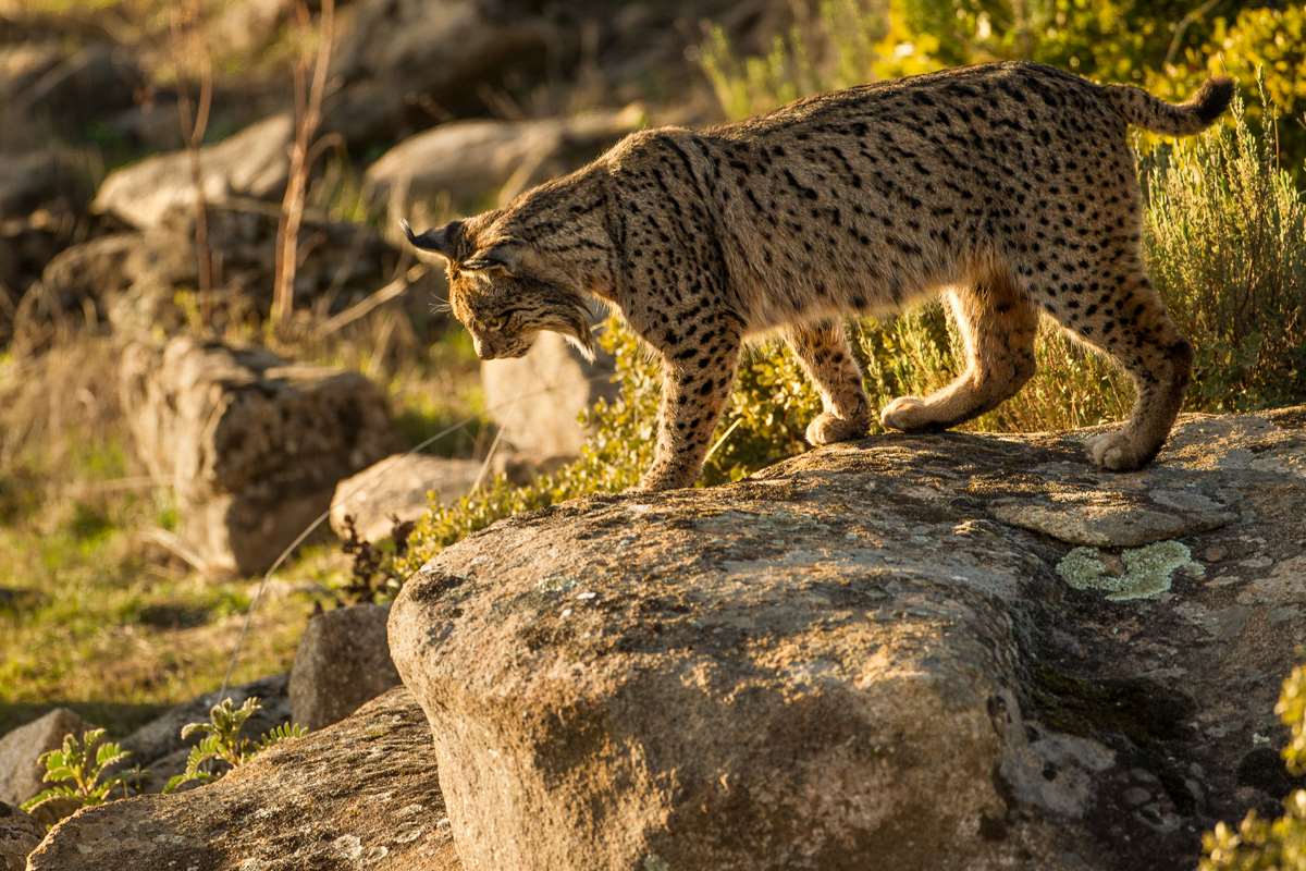 Fotografía lince ibérico