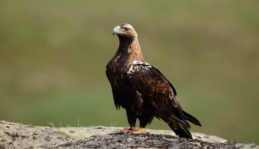 Águila imperial, fotografía desde hide en la sierra de Andújar